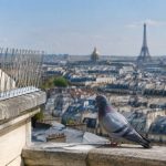 Dépigeonnisation à Paris : prévenir le retour des pigeons grâce à des dispositifs adaptés