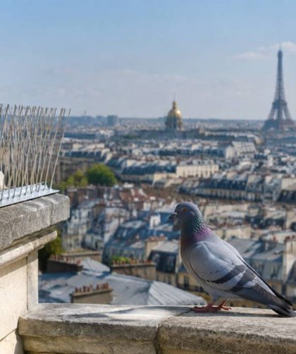 Dépigeonnisation à Paris : prévenir le retour des pigeons grâce à des dispositifs adaptés