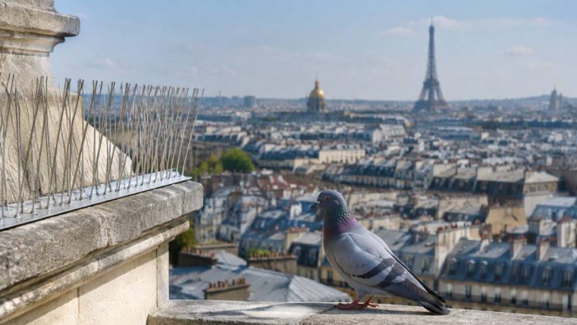 Dépigeonnisation à Paris : prévenir le retour des pigeons grâce à des dispositifs adaptés